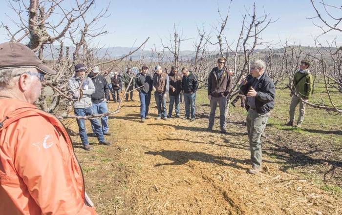 Omeg talks with other growers about his "mow and blow" mulching results during an Oregon State University soils workshop in March 2017. (TJ Mullinax/Good Fruit Grower)