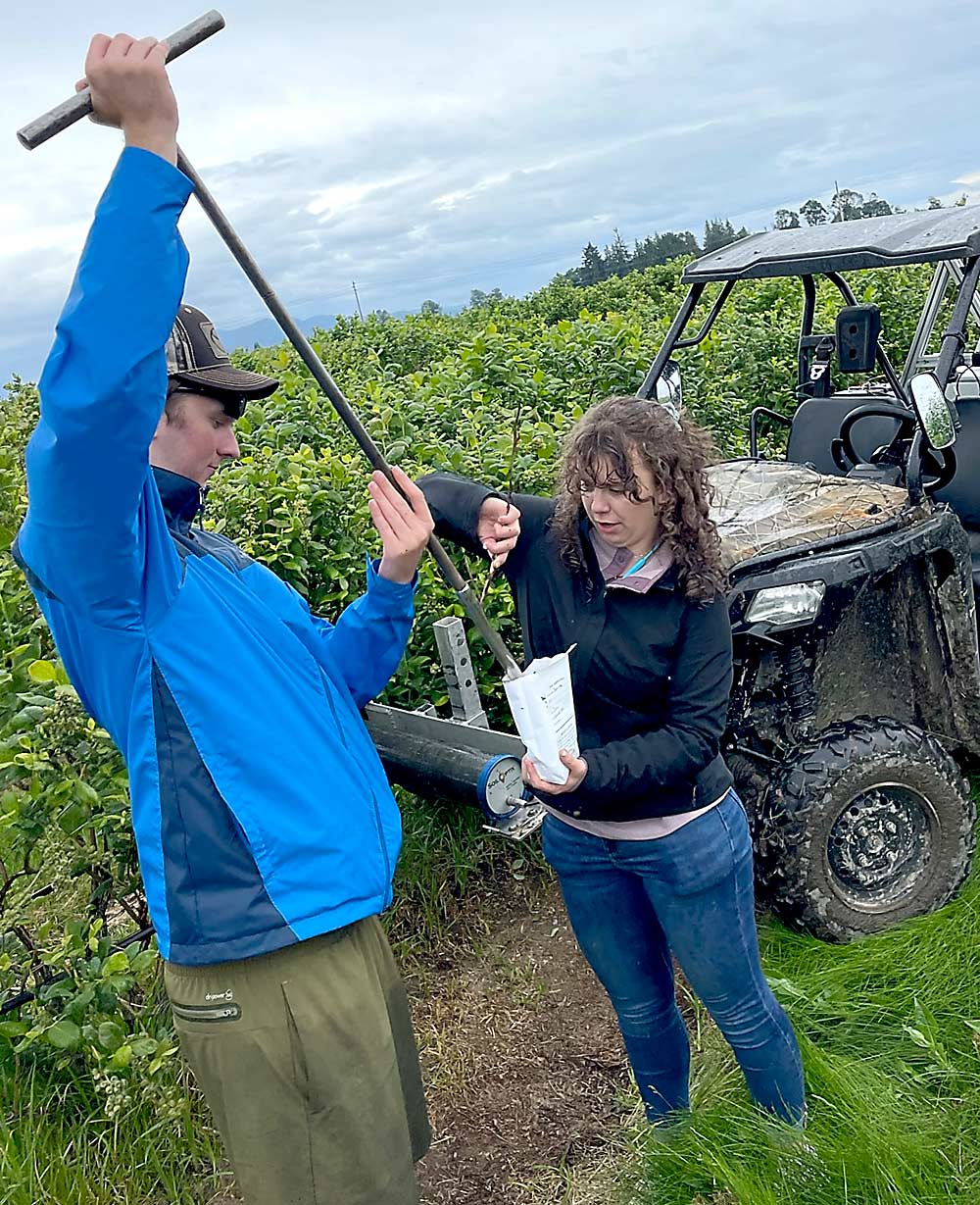 Buddy Moench, left, an innov8.ag intern from Whitman College, collects a soil sample with Western Washington University student Cosette Ensminger in a Skagit Valley blueberry field. (Courtesy Steve Mantle/innov8.ag)