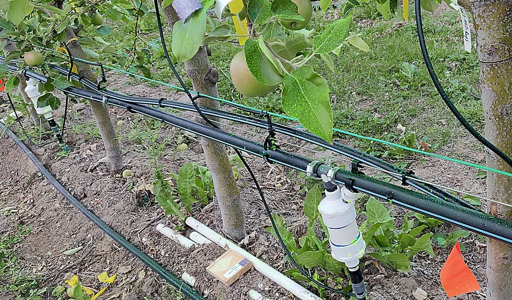 Green dye is used to test spray coverage in an alternate version of SSCDS at Washington State University’s Irrigated Agriculture Research and Extension Center in Prosser. Pictured is a pneumatic spray delivery system installed in a tall spindle orchard block. Reservoirs, or canisters, spaced between every other tree along the spray line allow uniform applications irrespective of row length. This canister-based system is further along in development than the linear version at Michigan State University. (Courtesy Lav Khot/Washington State University)