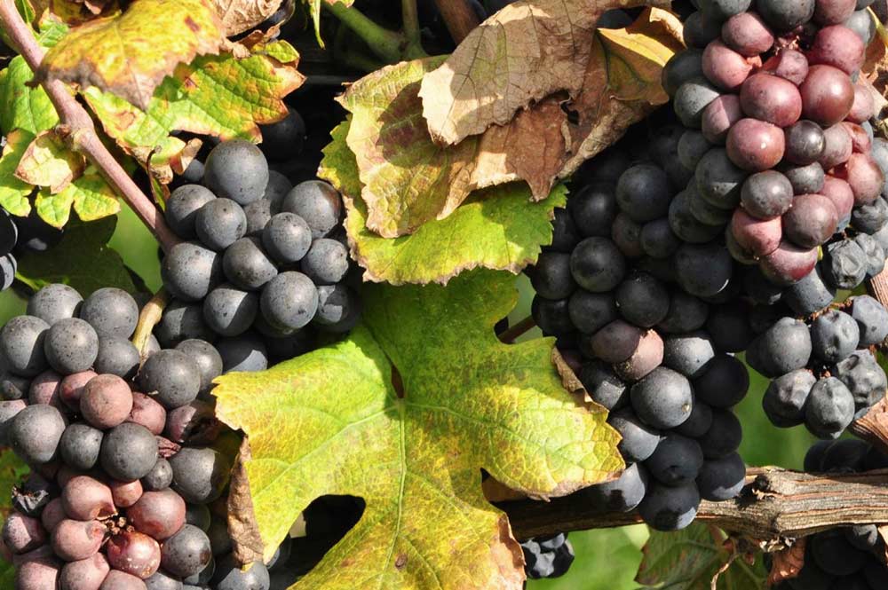 An example of sour rot in Pinot Noir, and other reds is characterized by grapes that take on a brick-red coloration. Infected grapes, both reds and whites, are also often hollowed out. (Courtesy Wendy McFadden-Smith, OMAFRA)