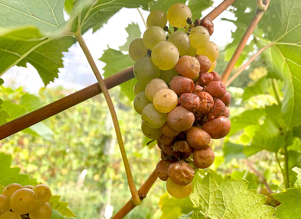 Sour rot-infected grape berries, seen here in a New York vineyard, become wet and discolored and give off a pungent vinegar smell. (Courtesy Rekha Bhandari/Cornell University)