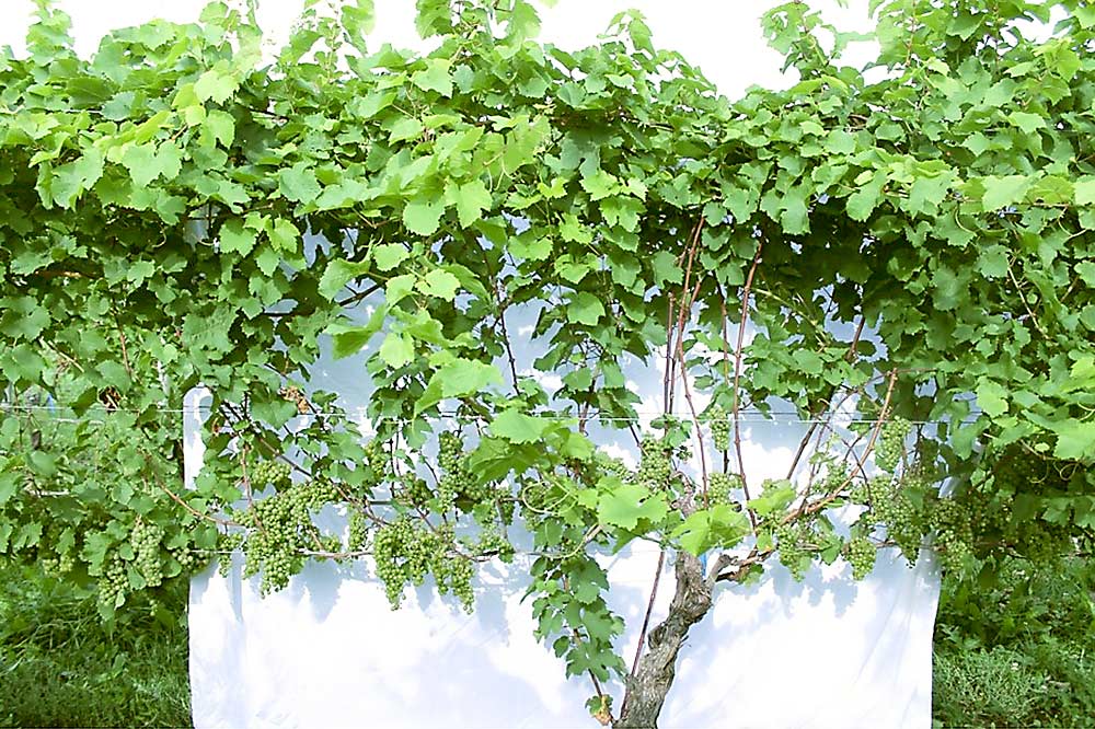 By Aug. 24, the vines had grown a full canopy. (Courtesy Tim Martinson/Cornell Cooperative Extension)