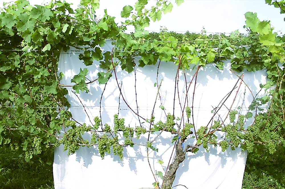 Also on Aug. 24, as berries began ripening, half the vines were defoliated again by cutting off the canes. (Courtesy Tim Martinson/Cornell Cooperative Extension)