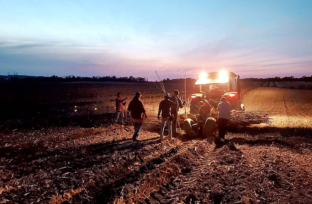 An orchard crew planting Banning Red Fuji at Steffens Orchard in Sparta, Michigan, in May 2020. The 10-acre block was planted in a 3-foot by 12-foot spacing before three-wire trellising was installed. Michigan’s apple plantings are holding fairly steady, but many growers are planting on sites that have not held fruit before. (Courtesy Jerrud Sheckler/Sheckler Farm)