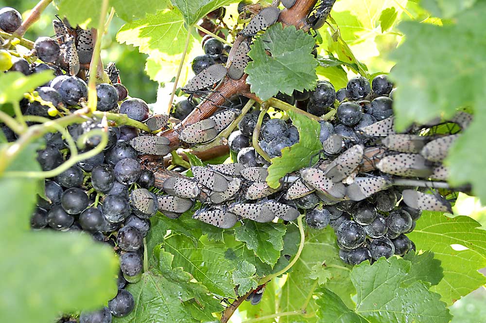 Spotted lanternfly that feed on grapevines take a serious toll on vine health, reducing flowering the following season or even killing the vines. (Courtesy Erica Smyers, Penn State University)