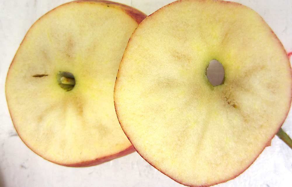 Gala apples are susceptible to internal browning in storage. (Courtesy Jennifer DeEll/Ontario Ministry of Agriculture, Food and Rural Affairs)