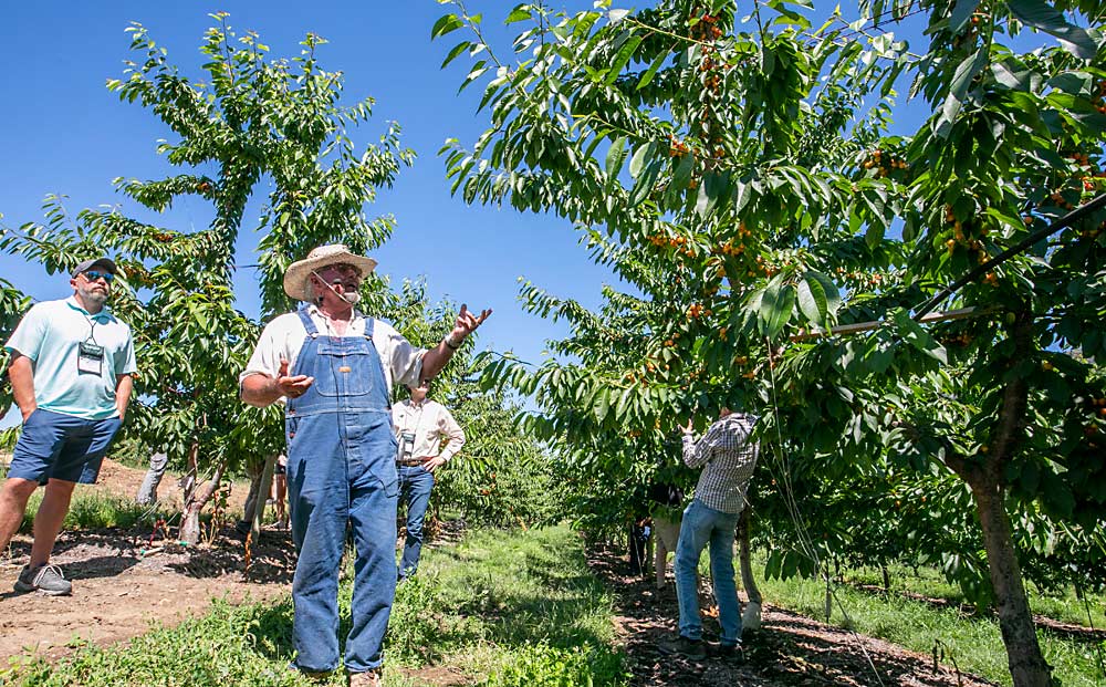 Grower Kyle Mathison, of Kyle Mathison Orchards, discusses his preferred training system for cherries in a Staccato block, planted on Mazzard roots in 2019 on Stemilt Hill overlooking Wenatchee. Using two leaders helps to manage vigor, and Mathison uses lime sulfur to bloom thin if necessary, targeting a crop load of 75 to 100 blooms per linear foot. (TJ Mullinax/Good Fruit Grower)