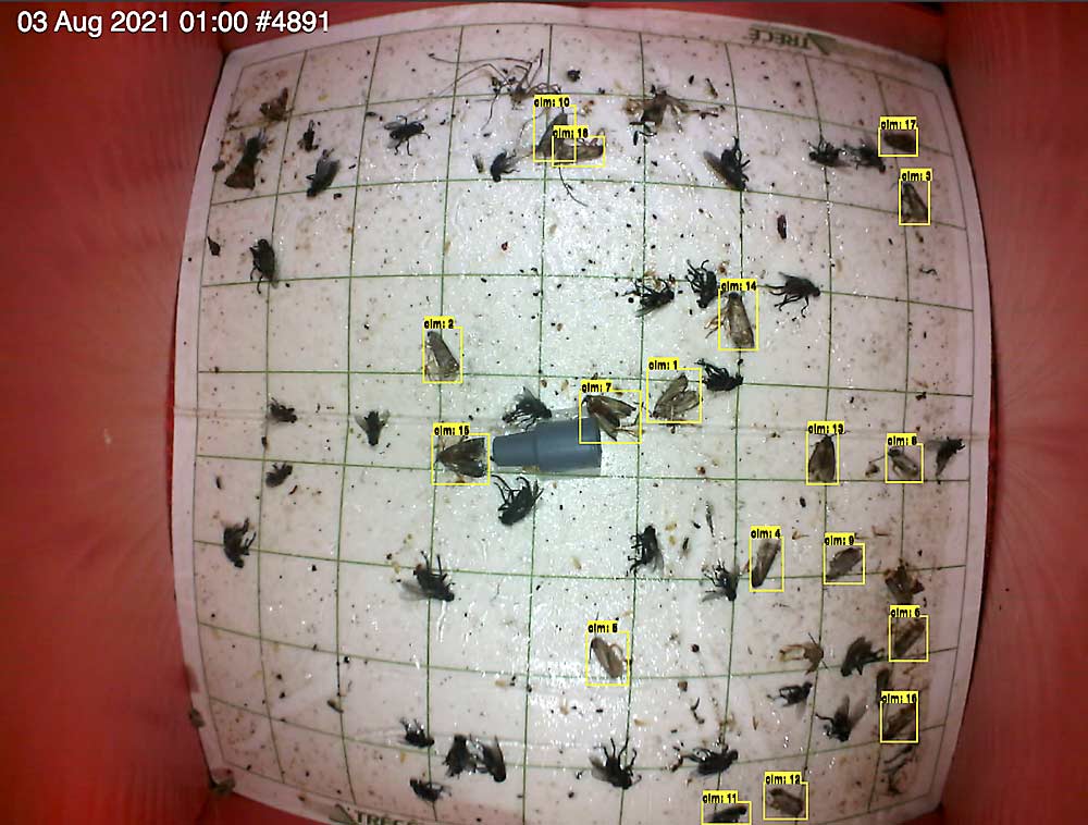 This is what you will see from an automated camera trap: a photo of sticky paper delineating target pests, in this example codling moth, provided by CropVue Technologies of British Columbia. Camera traps, manufactured by several companies but typically packaged with a service that includes weather sensors, artificial intelligence and entomology expertise, are becoming more common in tree fruit orchards. (Courtesy CropVue Technologies)