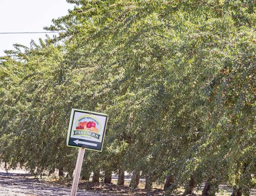 California growers choosing almonds over apricots