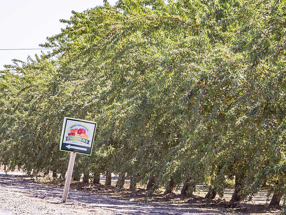 Almond trees stand in what was a peach orchard at Britton-Konynenburg Farms in Modesto, California, in August. The multigenerational farm, like others in California, is removing tree fruit, especially “high-touch” stone fruit, in favor of less labor-intensive nuts. (TJ Mullinax/Good Fruit Grower)