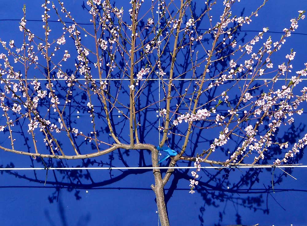 A Bounty peach tree being trained in the UFO (upright fruiting offshoots) style at the Michigan State University research center in Clarksville. The blue background makes it easier to see the branches. The Bounty variety was developed by the breeding program formerly led by Ralph Scorza at the USDA Appalachian Fruit Research Station in West Virginia. (Courtesy Courtney Hollender/Michigan State University)
