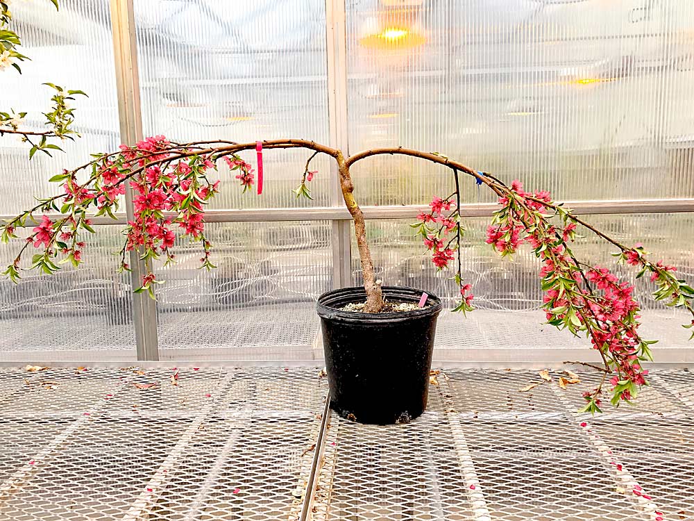 A grafted peach tree with a weeping scion on a standard rootstock. There’s a yellow paint mark at the graft union. The shoots that emerged from the weeping budwood didn’t grow upward like most shoots would, but instead grew sideways and arched downward. (Courtesy Courtney Hollender/Michigan State University)