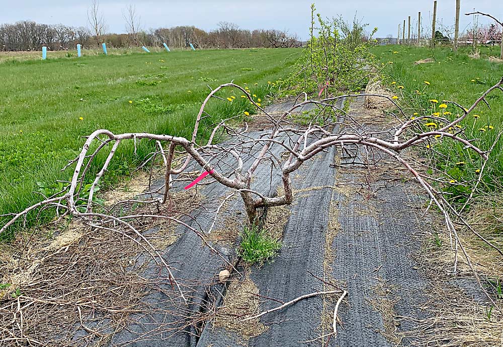 This oddly shaped plum tree had reduced expression of a gene called LAZY1, which regulates the lateral shoot and branch orientations in plants. The tree showed a very extreme outward branch growth and reorientation, partly because it was kept in a pot for several years before going into the ground. Unfortunately, the tree died in a Michigan freeze in May 2020. (Courtesy Courtney Hollender/Michigan State University)