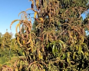 Scott Harper of the Clean Plant Center Northwest is asking stone fruit growers to be on the lookout for peach trees with premature yellowing, reddening and curling of leaves and dieback, such as this peach tree in Franklin County, Washington, in 2018. The symptoms could indicate Western X phytoplasma or pear decline phytoplasma.(Courtesy Alice Wright/Washington State University)