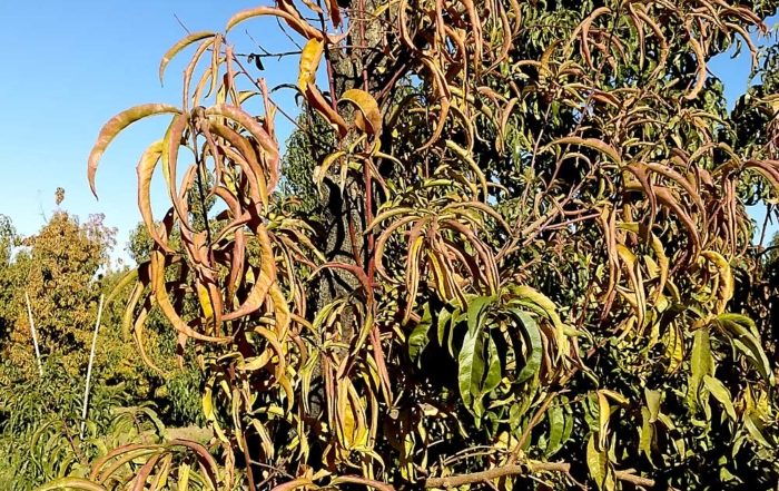 Scott Harper of the Clean Plant Center Northwest is asking stone fruit growers to be on the lookout for peach trees with premature yellowing, reddening and curling of leaves and dieback, such as this peach tree in Franklin County, Washington, in 2018. The symptoms could indicate Western X phytoplasma or pear decline phytoplasma.(Courtesy Alice Wright/Washington State University)