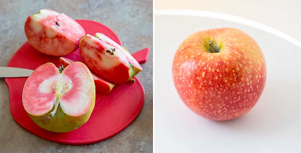 Marketing company Chelan Fresh is experimenting with two red-fleshed dessert apples: the Lucy Glo, left, shown here sliced up on the office desk of grower Sam Godwin, and the Lucy Rose, right. (Lucy Glo: Ross Courtney/Good Fruit Grower; Lucy Rose: TJ Mullinax/Good Fruit Grower)