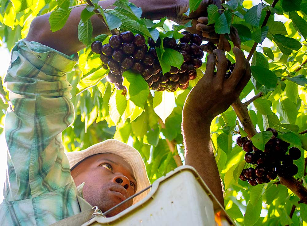 Jason Brown harvests sweet cherries at Hillcrest Farm in Kelowna, British Columbia, in July 2018. Labor shortages are one factor that might limit the growth of cherry plantings in the province. (TJ Mullinax/Good Fruit Grower)
