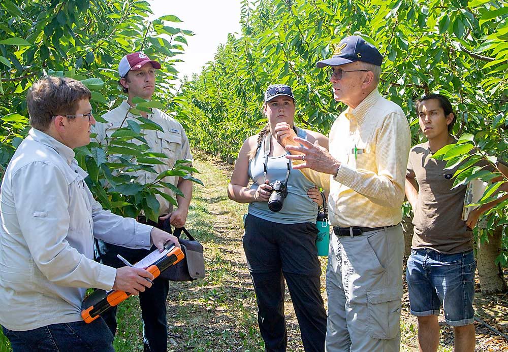 Retired University of California, Berkeley entomologist Sandy Purcell, second from right, visited with people involved in the Washington cherry industry in August to share insights from his experience studying X disease — and the leafhoppers that carry it — during the 1980s outbreak in California. Learning from past experience about how to manage the pest and disease is key, said Washington State University entomologist Tobin Northfield, because the industry needs to respond now, not wait for years of research. (Kate Prengaman/Good Fruit Grower)