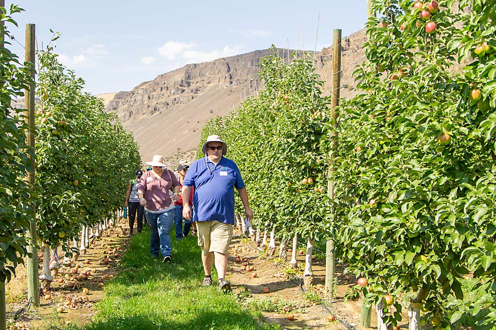 Tory Schmidt, research manager for the Washington Tree Fruit Research Commission, leads a tour of his crop load management trials at Sunrise Orchard near Wenatchee, Washington, in 2019. Two promising products Schmidt has been testing — a thinner called metamitron and a plant growth regulator to manage biennial bearing, marketed under the name Arrange — should be available to growers in the next few years. (Shannon Dinniny/Good Fruit Grower)