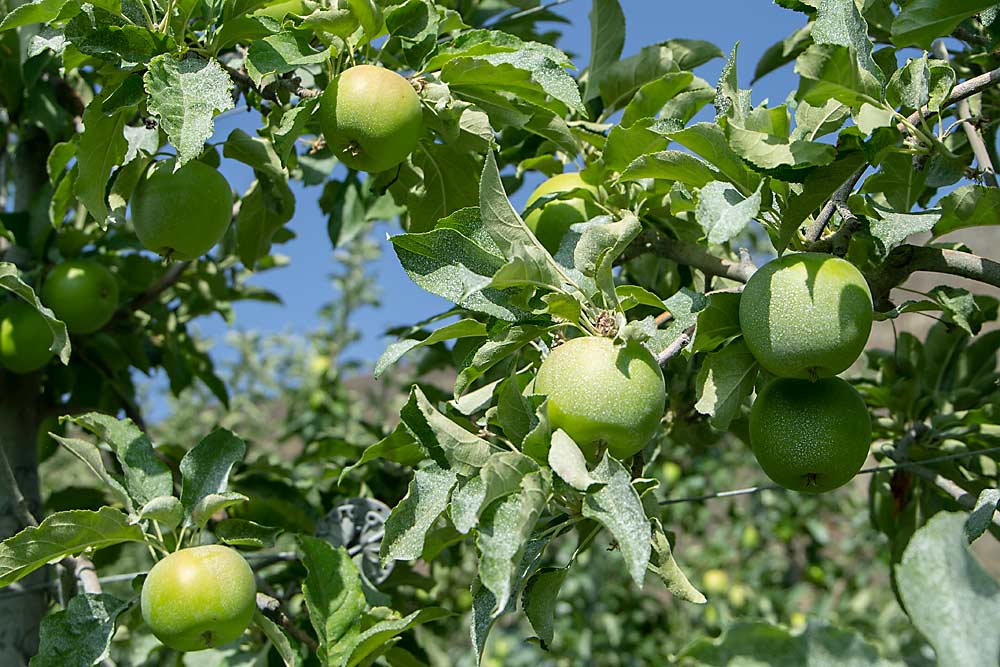 Granny Smith apples, wearing a recent coat of kaolin for sun protection, were thinned using a potential new chemical thinner called metamitron at Washington State University’s Sunrise Orchard. According to Tory Schmidt, who has conducted several years’ worth of trials with the product that’s currently moving through the registration process, it shows consistent, rate-dependent performance and could offer a viable replacement for carbaryl. (Shannon Dinniny/Good Fruit Grower)