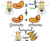 Precision-guided Sterile Insect Technique involves using CRISPR/Cas9 and guide RNAs to genetically create a brood of dead females and sterile males, which would then be released to mate with wild females that would in turn lay unviable eggs, as this diagram shows. It’s one of several projects underway by researchers at the University of California, San Diego to use genetic manipulation as a tool to control spotted wing drosophila. (Courtesy Anna Buchman/University of California, San Diego)