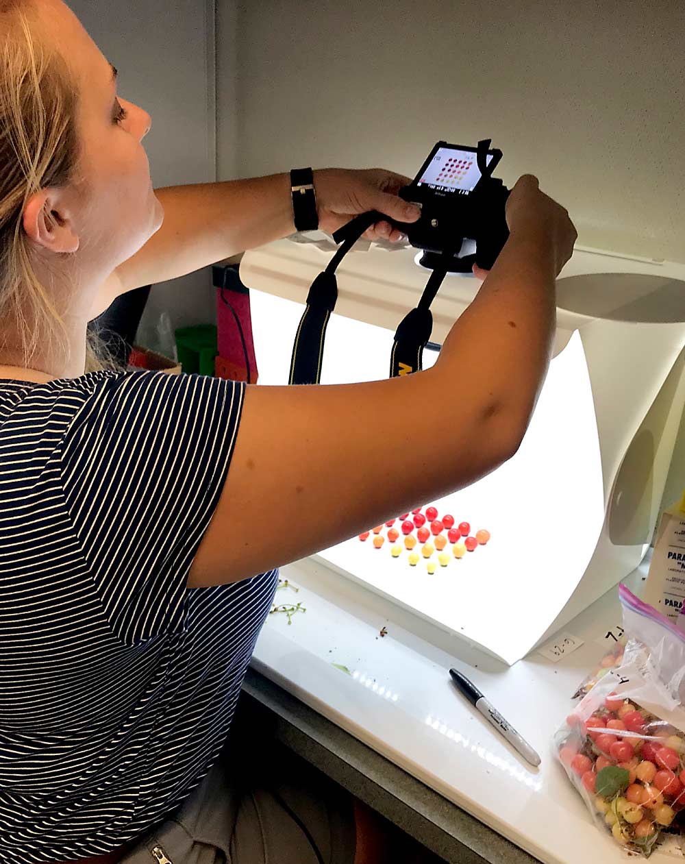 Using a light box, the researchers measured the amount of red pigment in different ripeness levels of cherries. They found that fruit color is a significant factor in initiating spotted wing drosophila oviposition. (Courtesy Nikki Rothwell/Michigan State University)