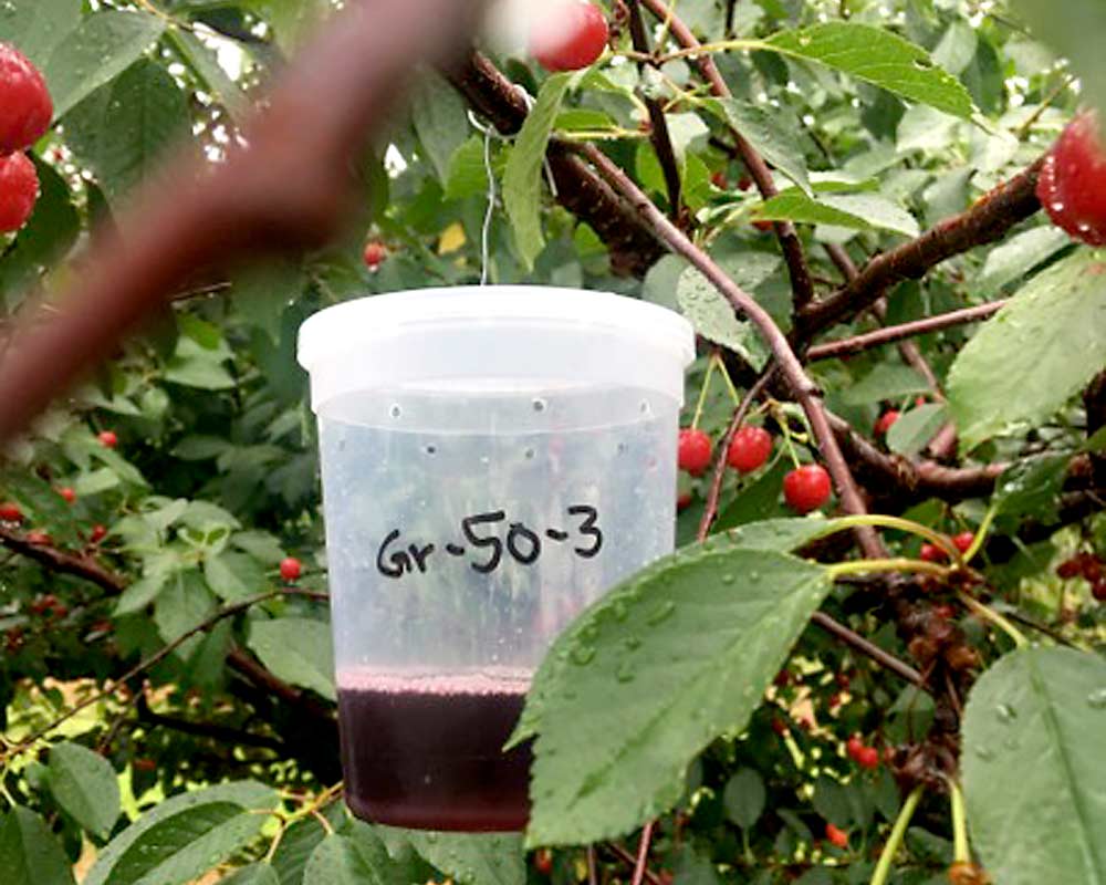 A grape juice trap captured three times more spotted wing drosophila than the tested commercial lures, with high specificity for SWD, according to University of Massachusetts researcher Jaime Piñero. He hopes to verify those results with a continuing study in 2020. (Courtesy Jaime Piñero)