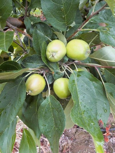 SweeTango apples at a Michigan orchard in June 2016. SweeTango, a shy-bearing variety, can benefit from ReTain, which has the potential to increase its fruit set. (Leslie Mertz/for Good Fruit Grower)