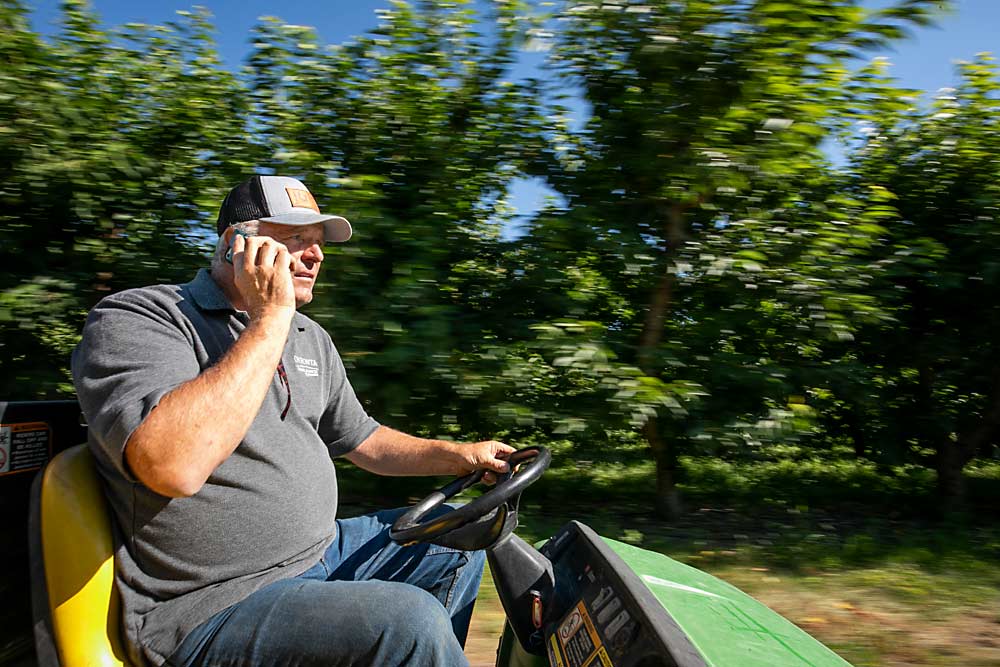 Kent Karstetter hurries around his Quincy, Washington, farm during Sweetheart cherry harvest in July. (TJ Mullinax/Good Fruit Grower)