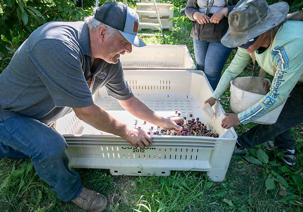 Kent Karstetter initially planted cherries to help him retain his workers, so they wouldn’t go pick for someone else, but the acreage has grown to be part of his effort to build a farm business that could support his sons as well. (TJ Mullinax/Good Fruit Grower)