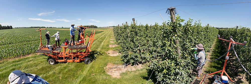 Applewood Orchards employees use platforms to hand thin in June. The Swindeman family orchard, located in Deerfield, Michigan, is surrounded by vegetable fields and woodlots. But despite their isolation from the rest of the Michigan apple industry, they’ve found ways to thrive. (TJ Mullinax/Good Fruit Grower)