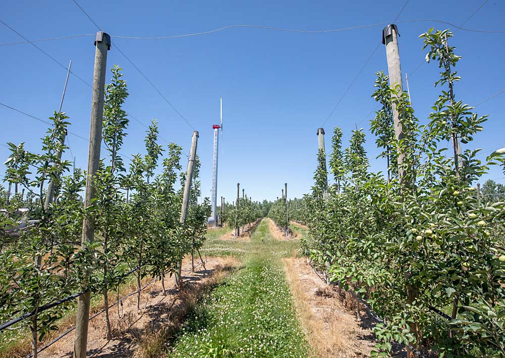 The Swindemans have been using frost fans and drip irrigation for decades, helping them to produce a consistent crop. On their six-wire trellises, the top wire is used for hail netting. (TJ Mullinax/Good Fruit Grower)