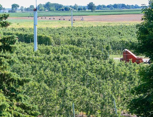 Family apple farm thriving in Southeast Michigan