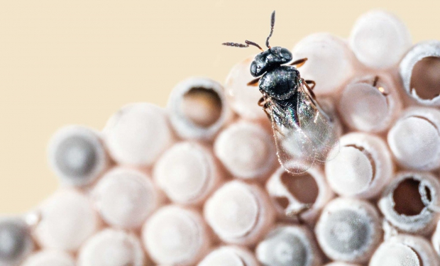 A female Trissolcus japonicus parasitoid wasp emerging from parasitized Halyomorpha halys eggs at the USDA-APHIS Quarantine Facility, Corvallis, Oregon. (Courtesy Christopher Hedstrom, Oregon State University)