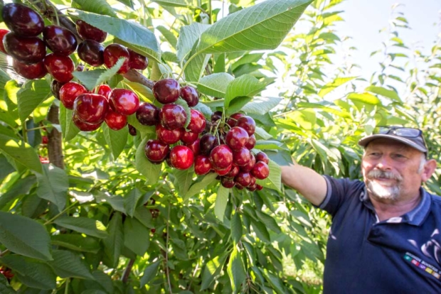 Franklin Trouw, director of OakSun Cherries in Australia, lifts a row of cherries from a Tamara cherry tree, shortly before harvest in The Dalles, Oregon, in July. The cherry is noted for its very large size and ripens mid to late season before Skeena. (TJ Mullinax/Good Fruit Grower)