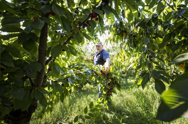 Franklin Trouw, director of OakSun Cherries in Australia, pulls back limbs of a new cherry variety, Tamara, shortly before harvest in The Dalles, Oregon in July. The cherry was found in the Czech Republic and is noted to be a very large, mid- to late-season cherry that ripens before Skeena (TJ Mullinax/Good Fruit Grower)