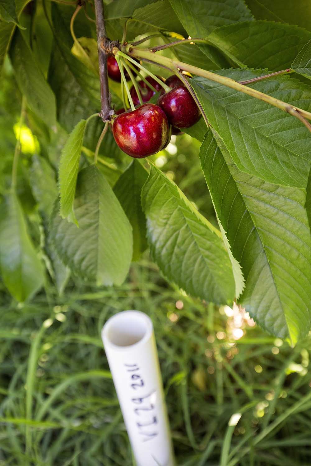 The mother plant of a new cherry variety, Tamara cv. Aramat, shown six days from harvest on July 5, 2017, was planted in The Dalles, Oregon, in 2011 and listed as V129 on the marker below. The cherry, out of the Czech Republic, is noted as a very large, mid to late season cherry that ripens before Skeena. <b>(TJ Mullinax/Good Fruit Grower)</b>