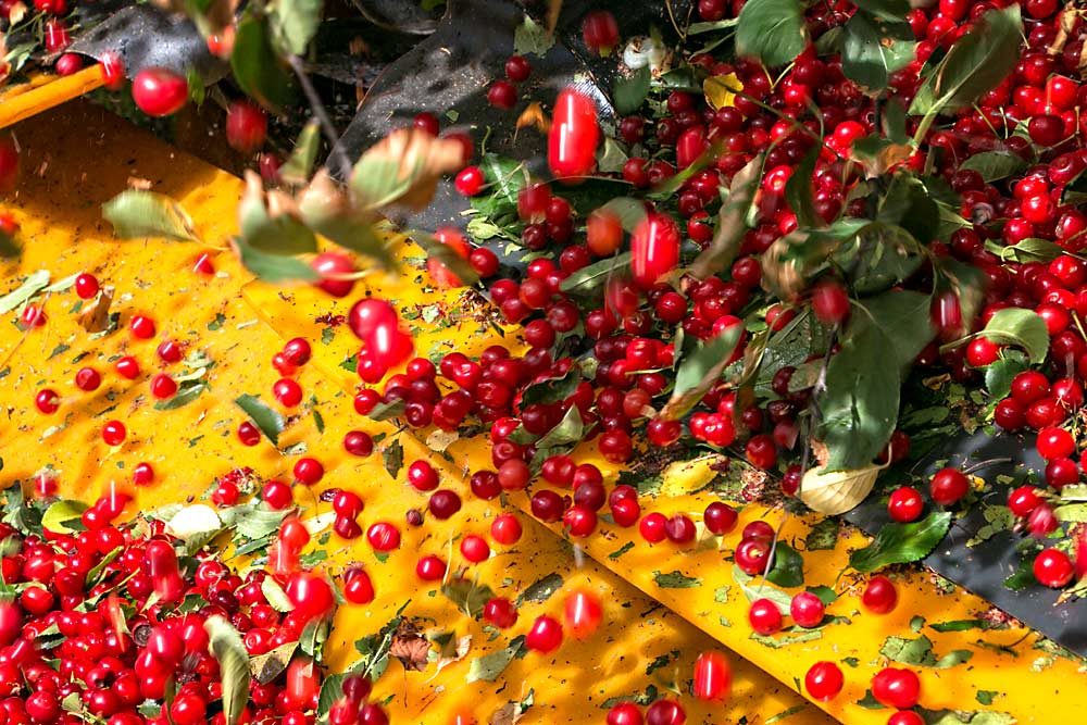 Ripe Montmorency cherries fall from shaken limbs onto a conveyor belt at Dorsing Farms in Royal City, Washington, in 2016. (Ross Courtney/Good Fruit Grower)