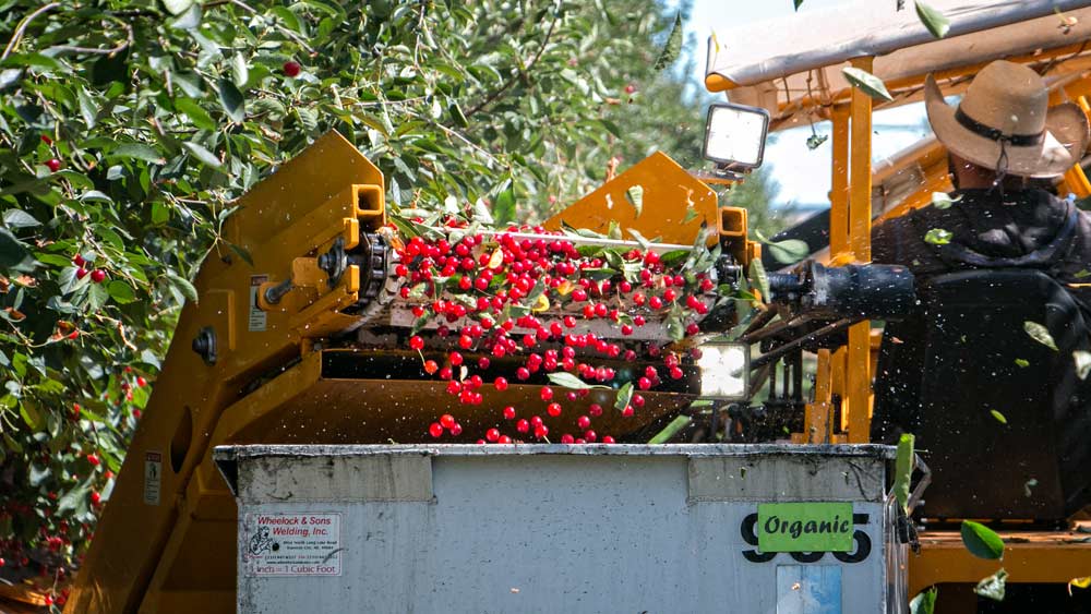 Montmorency cherries roll off a conveyor belt and into a bucket of water last summer at Dorsing Farms in Royal City, Washington. Though dwarfed in volume by Michigan and known for sweet cherries, Washington is the nation’s third-largest tart cherry producer with nearly all coming from three Columbia Basin farms — the Dorsings and two of their neighbors. (Ross Courtney/Good Fruit Grower)