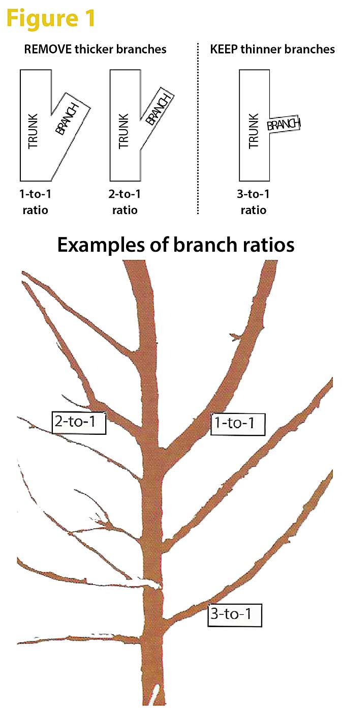 Figure 1: Remove scaffolds or branches with a diameter of more than one-third that of the leader using a bench cut or flush cut in winter. A bench cut is a type of thinning cut that leaves a small horizontal seat, which can stimulate one or two new shoots with bigger ratios and wider angles. (Source: Bas van den Ende)