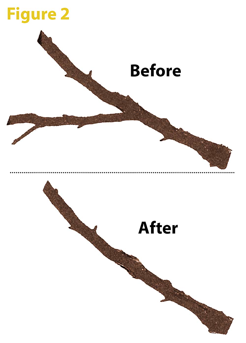Figure 2: Singulate branch-on-branch or fork by making the thinning cut on the underside of the branch or scaffold. (Source: Bas van den Ende)