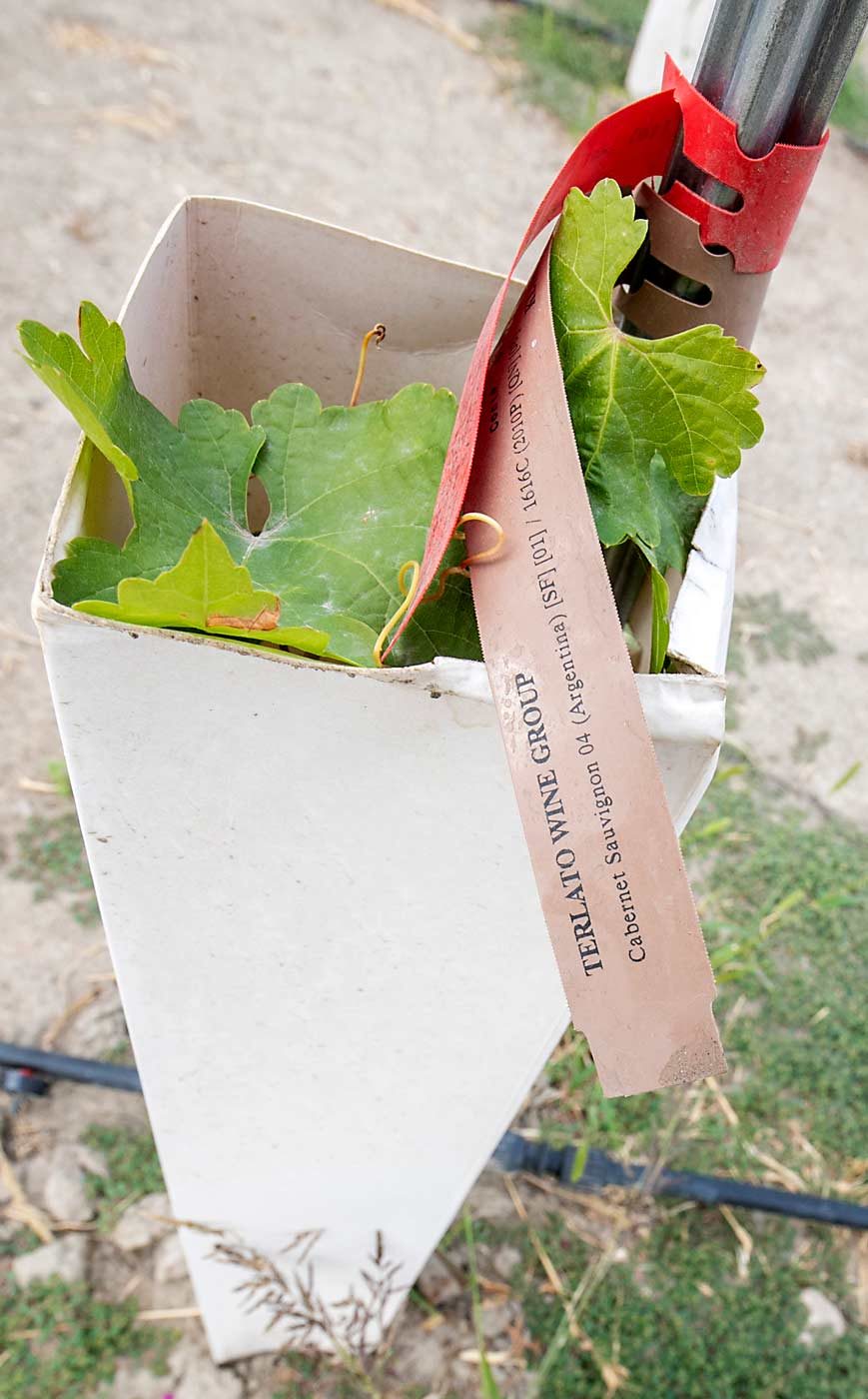 A new planting of Cabernet Sauvignon on 1616C rootstock at Klipsun Vineyard. Several other rootstocks are being tested. (TJ Mullinax/Good Fruit Grower)