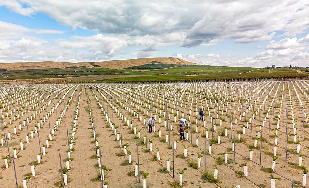 Crews check drip irrigation lines at a new Cabernet Sauvignon planting in September at Klipsun Vineyard in the Red Mountain AVA near Pasco, Washington. After purchasing the vineyard in 2017, the Terlato Wine Group decided to replant on rootstocks that offer resistance to soilborne pests, including phylloxera and root knot nematodes. (TJ Mullinax/Good Fruit Grower)