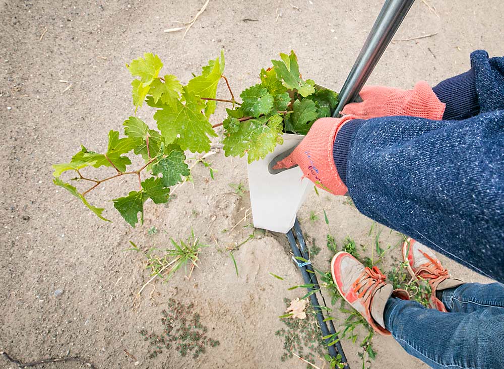 A worker adjusts the protective covering of a newly grafted Cabernet Sauvignon vine at a replant site on Washington’s Red Mountain in 2019. The owners of Klipsun Vineyard decided to plant on rootstocks because of the high nematode pressure, according to project consultant Doug Fletcher. (TJ Mullinax/Good Fruit Grower)