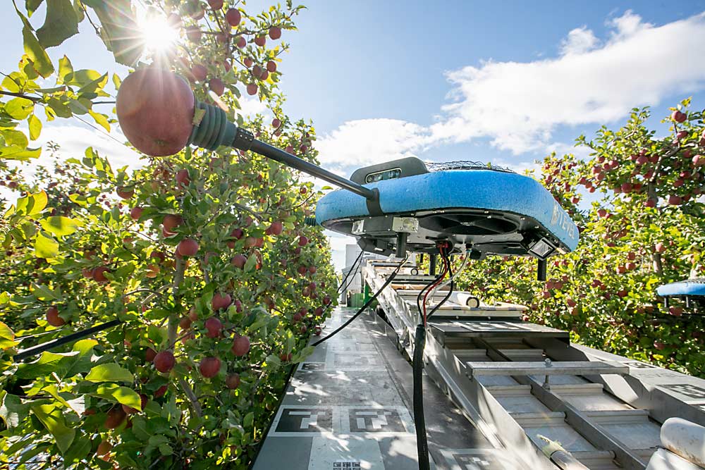 The Alpha-Bot autonomous apple harvester by Tevel operates in October in Quincy, Washington. The machine operates eight tethered drones that use vision-guided suction cup end effectors to pick and place individual apples onto a multifunction platform. (TJ Mullinax/Good Fruit Grower)