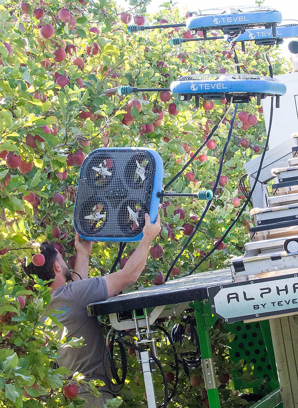 Tevel operator Meir Greiver snatches an errant drone from the air and reorients it with the platform so it can resume picking, a glitch the company expects to resolve by the time it releases the robot commercially. (TJ Mullinax/Good Fruit Grower)