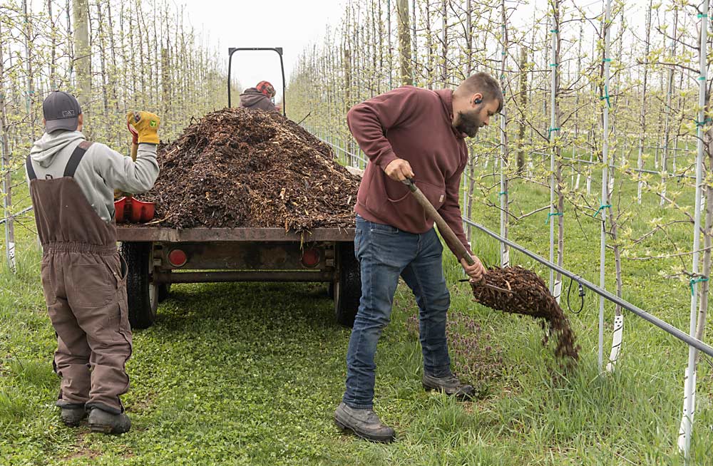 Third Leaf Farm employees José Tovar Martínez, left, and Charles Higbee pile wood chips around apple trees in April.  The farm does not use herbicides on its organic or conventional blocks, so wood chips are one of the few tools available to suppress weeds.  However, it is an expensive tool that requires a quantity 