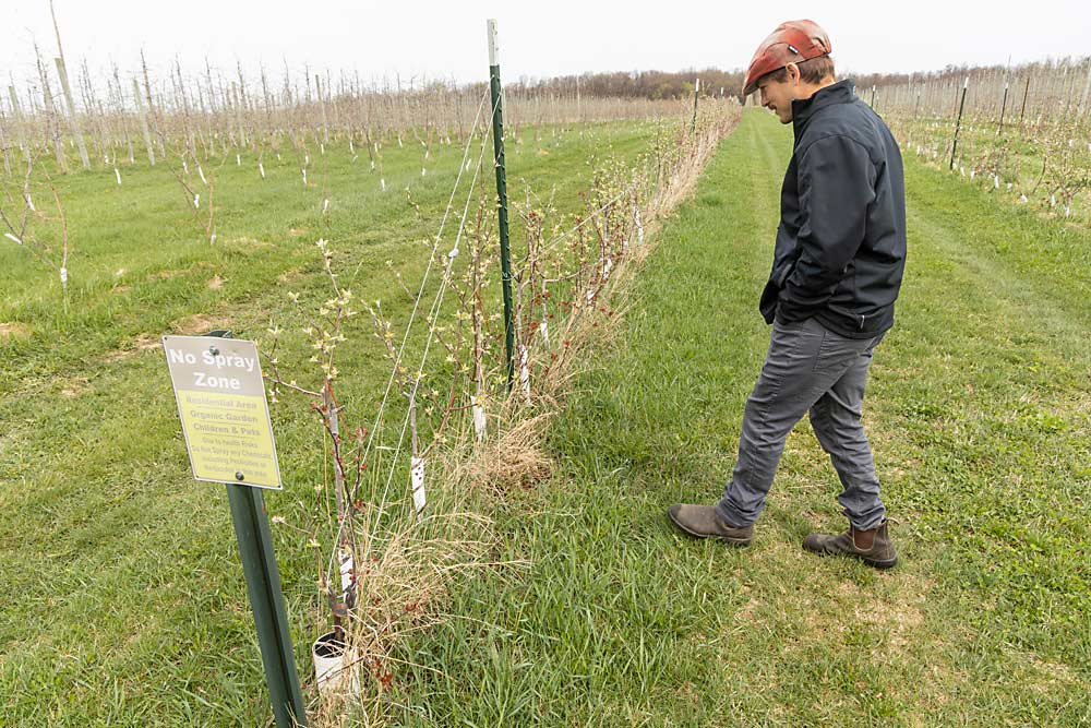Kyle Rasch ruefully examines the “Frankenblock,” his first attempt at a high-density organic planting. Vole damage, and a lack of organic rodenticides, is the main reason the trees haven’t thrived. He decided to pause planting new organic blocks and focus on converting conventional blocks. (Matt Milkovich/Good Fruit Grower)