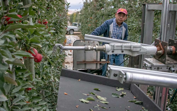 Washington State University researchers test out the three-tiered automated apple harvester Wednesday, Oct. 19, 2017, in a commercial Jazz block near Prosser, Washington. (Ross Courtney/Good Fruit Grower)