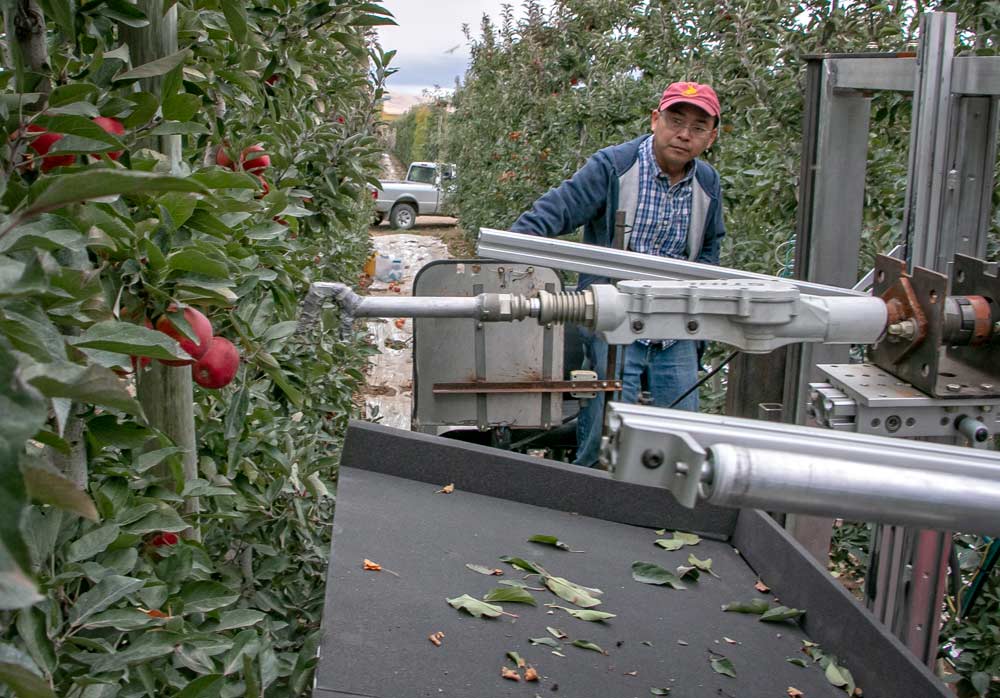 Washington State University researchers test out the three-tiered automated apple harvester Wednesday, Oct. 19, 2017, in a commercial Jazz block near Prosser, Washington. (Ross Courtney/Good Fruit Grower)